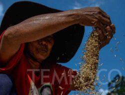 HPP Gabah Naik jadi Rp 6.500 per Kg, Bulog Beberkan Standar Kualitas Gabah dan Beras yang Diserap