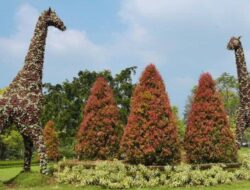 Taman Bunga Nusantara, Tempat Wisata di Cianjur dengan Lanskap Tanaman Bunga yang Instagramable