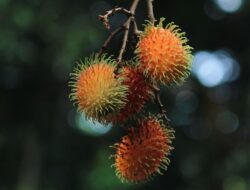 Bolehkah Ibu Hamil Makan Rambutan? Ini Penjelasannya