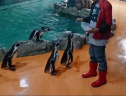 Penguin Feeding Experience di Ocean Dream Samudra Ancol