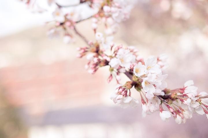 Bunga Sakura Mulai Bermekaran di Da Lat Vietnam