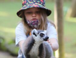 Harga Tiket Masuk Bali Zoo, Ada Paket Sarapan Bareng Orangutan