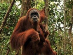 Itinerary Medan 3 Hari 2 Malam: Trekking Melihat Orangutan di Bukit Lawang