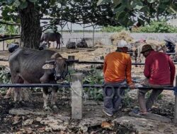 Populasi Sapi Hampir 300 Ribu Ekor, Yogyakarta Baru Bisa Memvaksin 1.300 Ternak untuk Cegah PMK