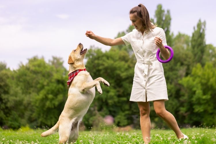 Cara Terbaik Mendapatkan Perhatian Anjing, Menurut Ilmuwan