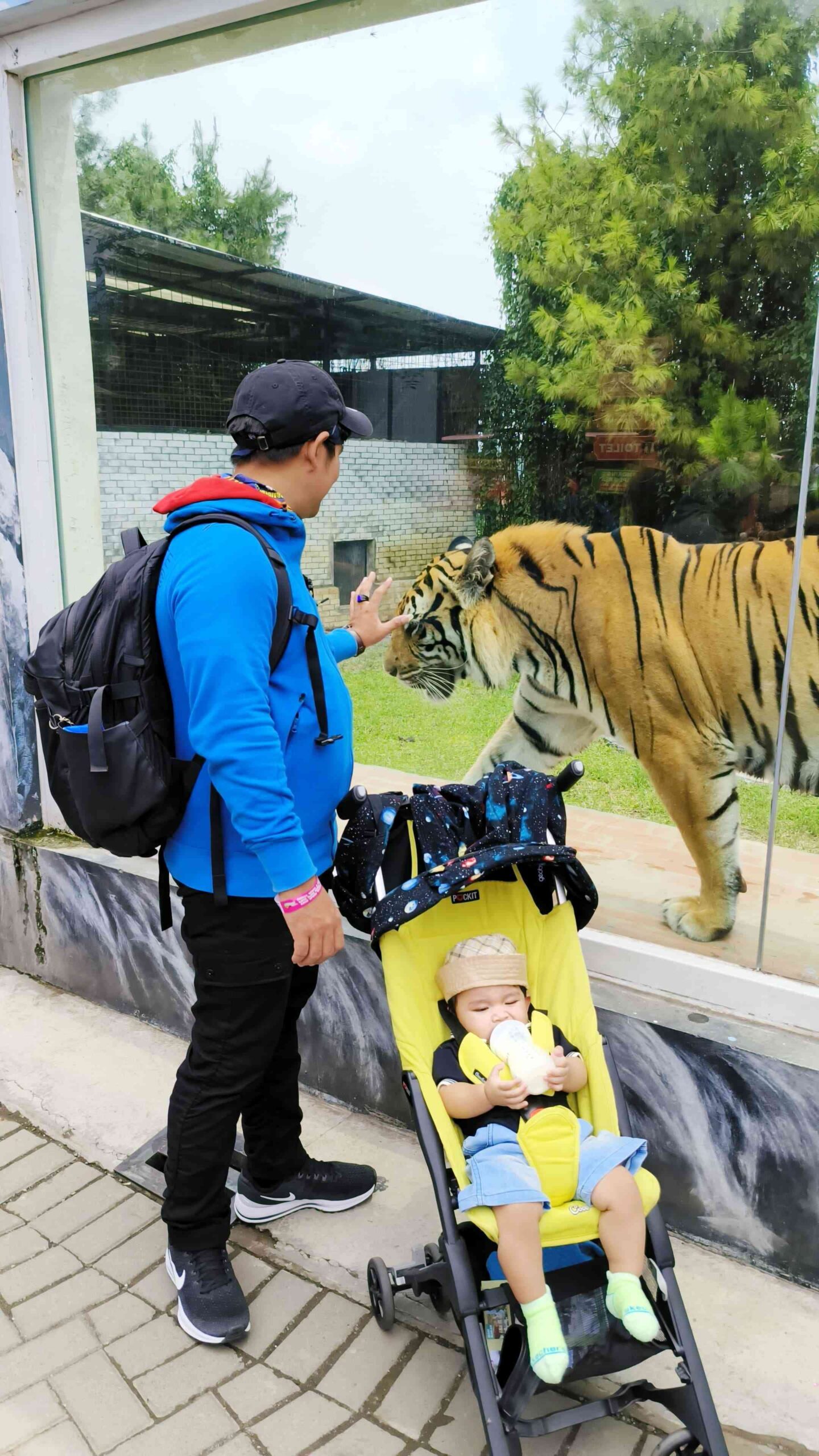 Lihat harimau dari dekat di Lembang Park & Zoo. #WildExperience