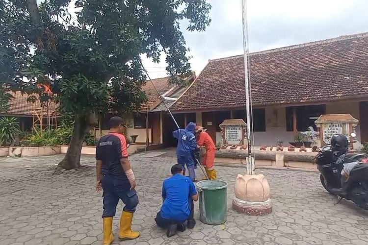 Koloni Ulat Bulu Teror Siswa SD di Madiun, Petugas Damkar Turun Tangan